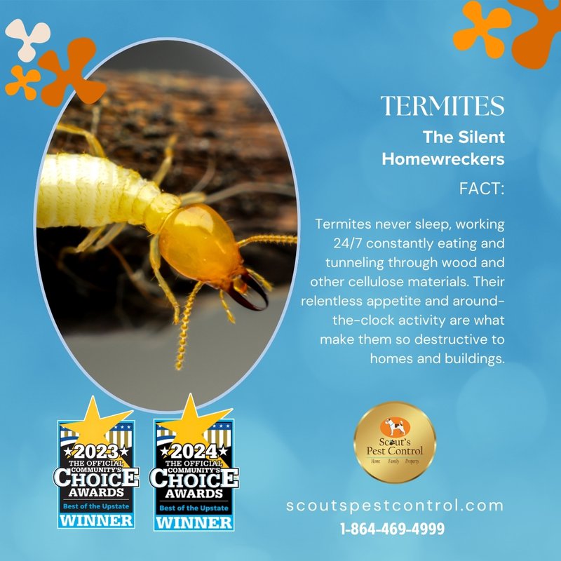 start pest control early to prevent termites