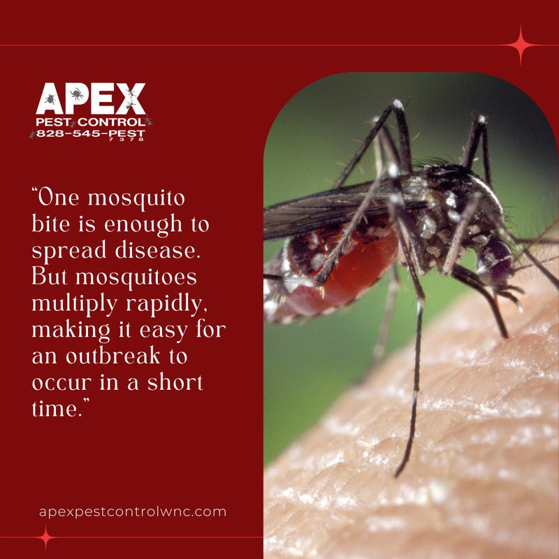 mosquito bite