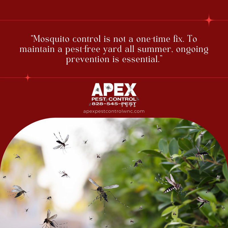mosquitoes in asheville