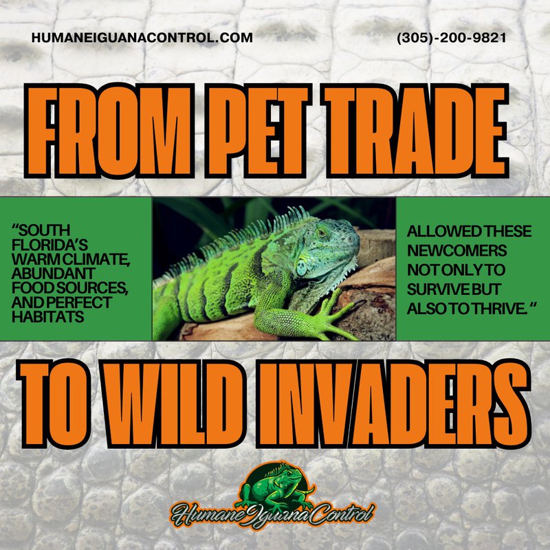 iguana invasion