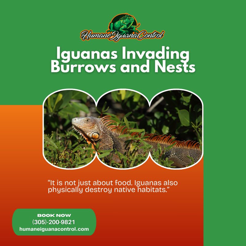 invasive iguanas in south florida