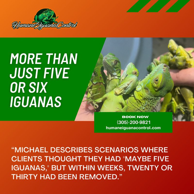 Iguana Removal Services In South Florida