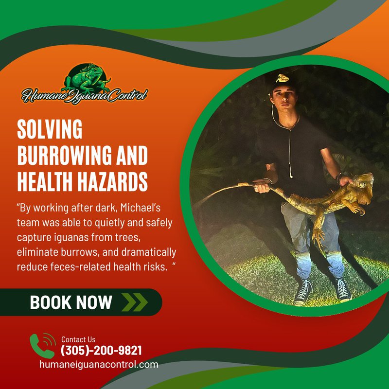removing iguanas