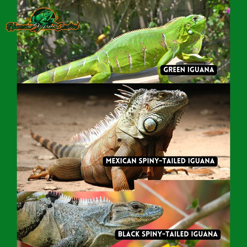 invading iguanas