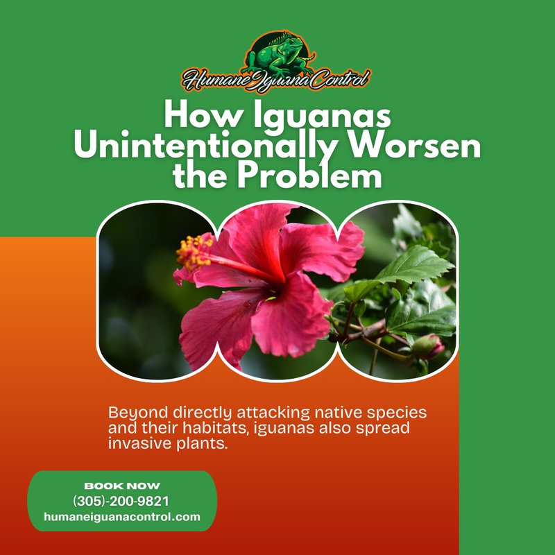 invasive iguanas
