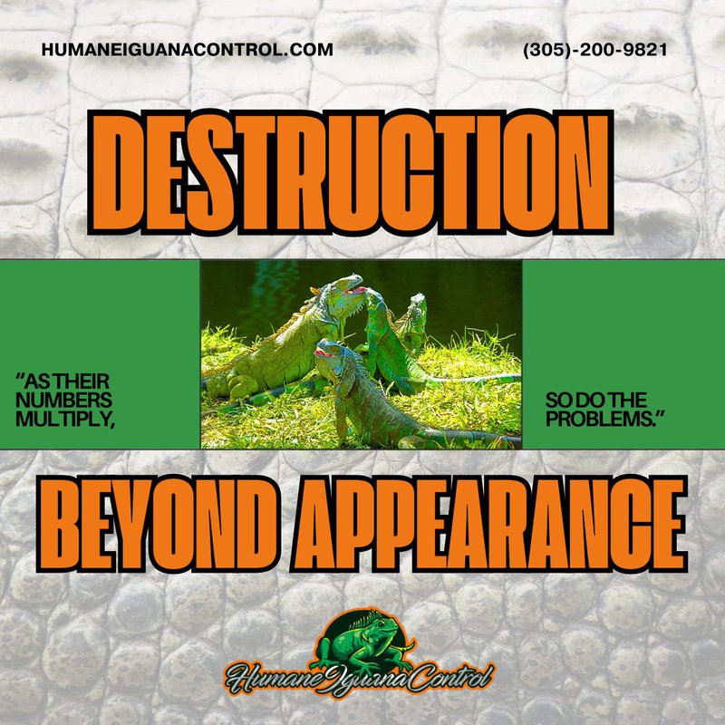 iguana invasion