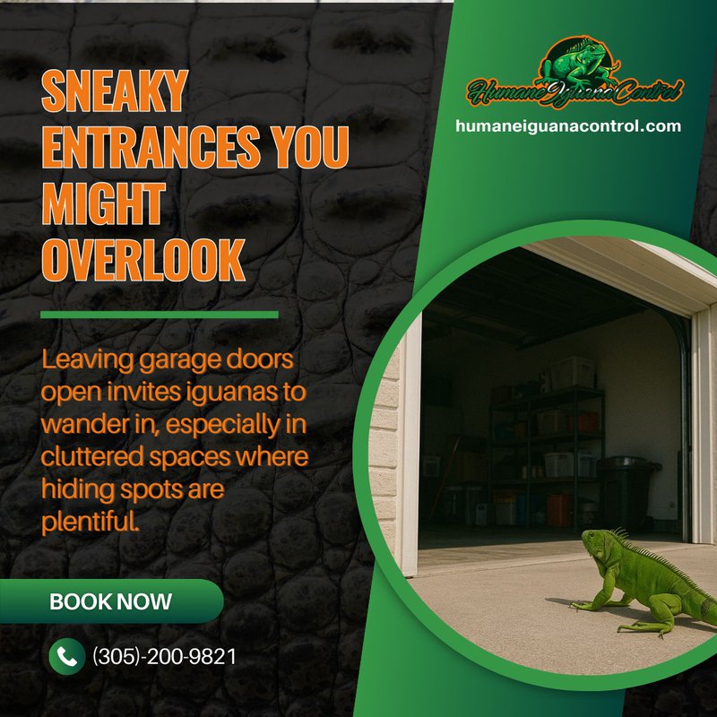 iguana invasion