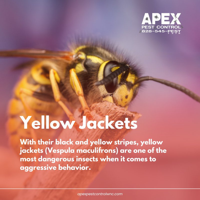 Stinging Insects in NC