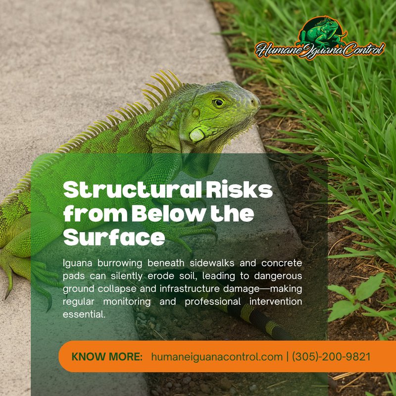 remove iguanas from power stations and electrical stations