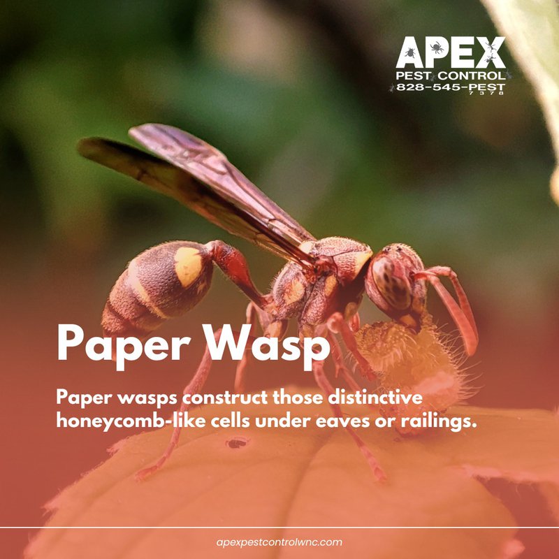 Stinging Insects in NC. Paper wasps