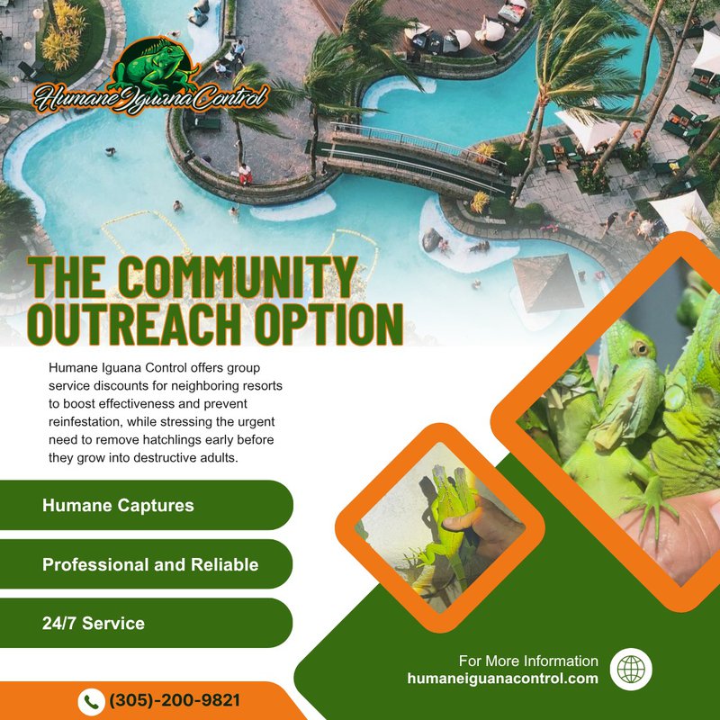 iguana infestations at resorts