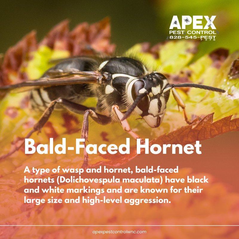hornets are Stinging Insects in NC