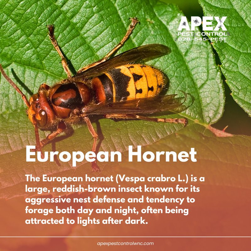 Stinging Insects in NC