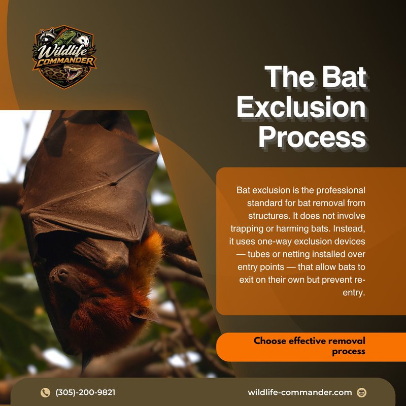 Bat Removal and exclusion in South Florida