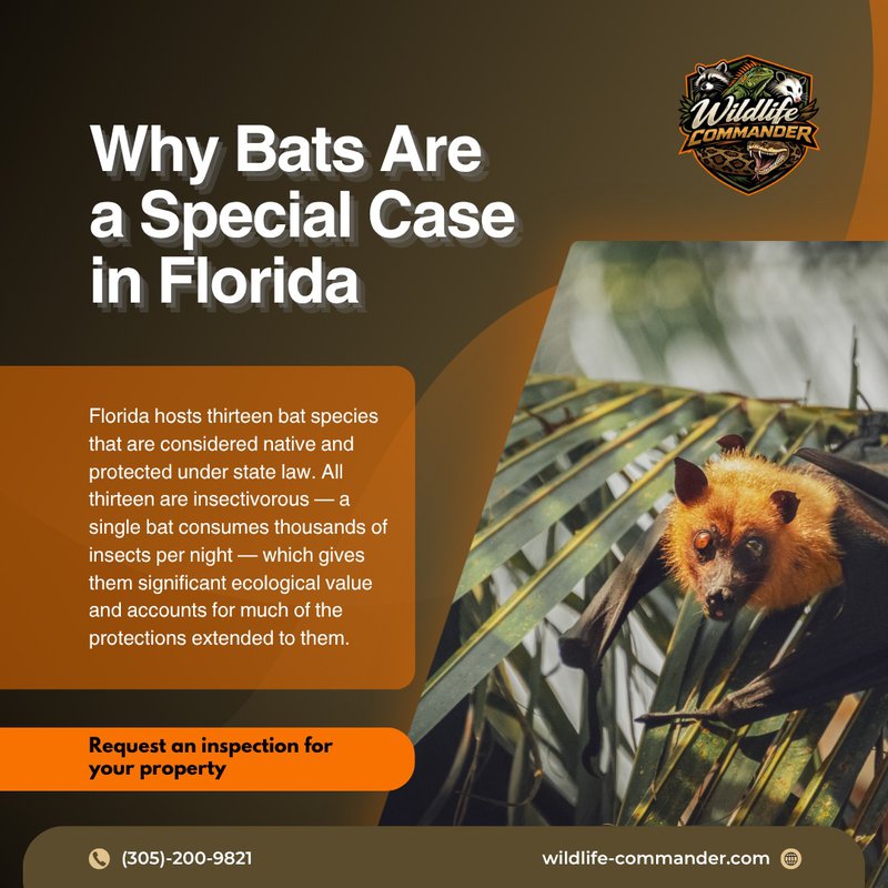 Bat Removal in South Florida