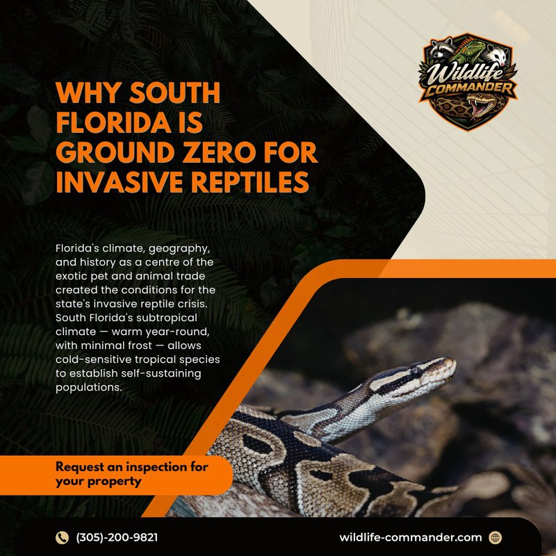 invasive reptile removal