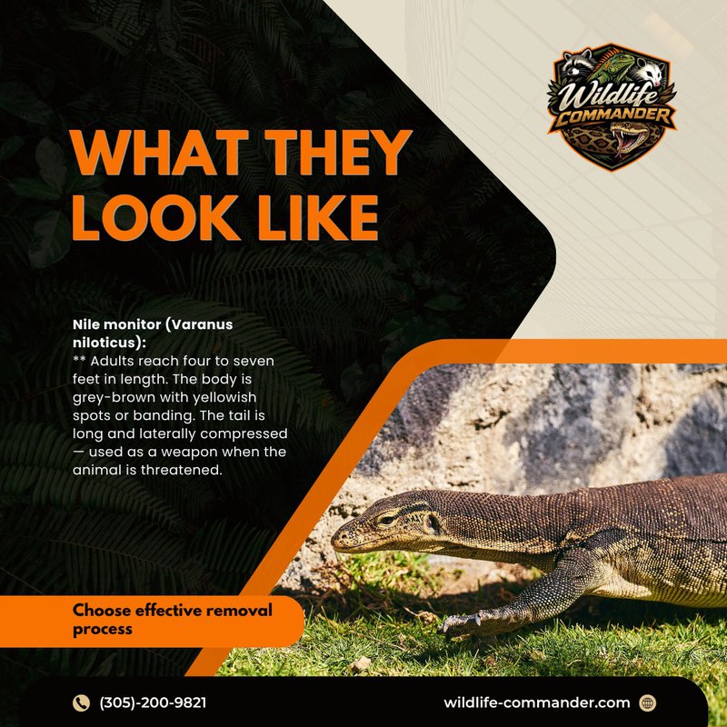 nile monitor
