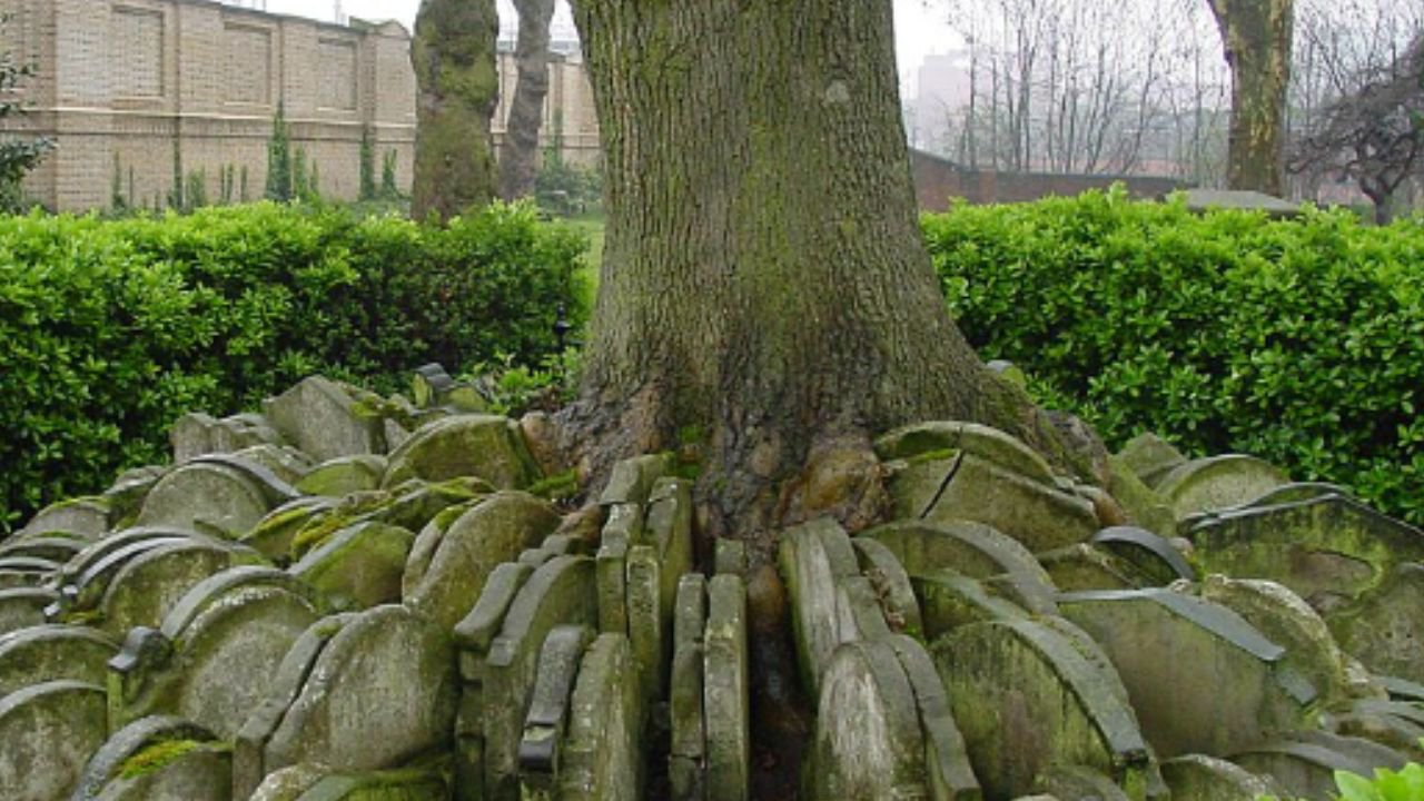 The Mysterious Ash Tree - Beware or Befriend? cover